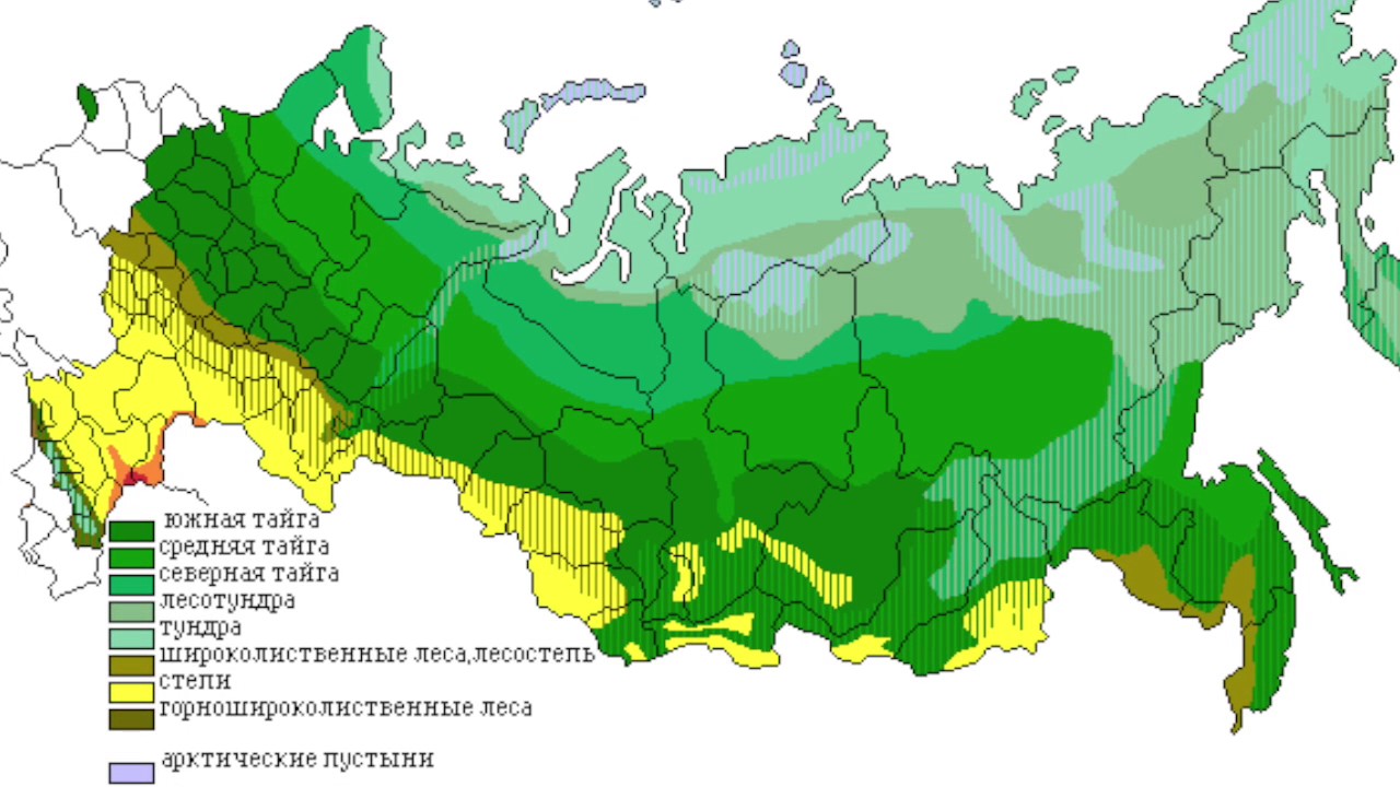 Лесная зона занимает большую часть климатического. Карта природных зон России смешанные и широколиственные леса. Зона широколиственных лесов на карте России. Карта смешанных и широколиственных лесов России. Смешанные и широколиственные леса на карте России.