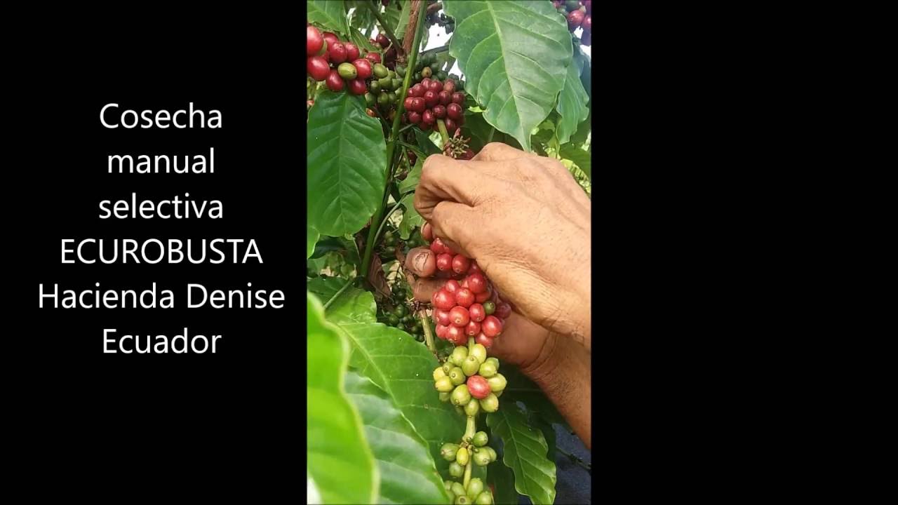 CAFE ROBUSTA HACIENDA DENISE ECUADOR YouTube