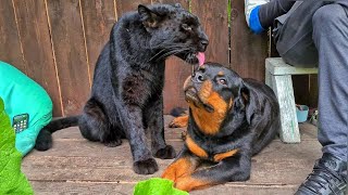 Panther Luna and Rottweiler Venza are looking for a Kitten🙈😂