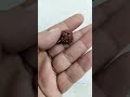 4 MUKHI RUDRAKSHA-KG-615159-500-2.10 GM