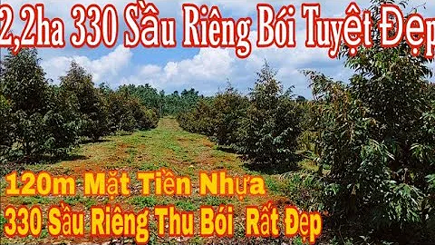 2,2ha 120 nhựa Vườn 330 SẦU RIÊNG Bói tuyệt đẹp kín gió.ao suối nước tại Đắk Song Đắk Nông(Đã bán)