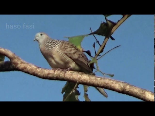 wild zebra dove singing in nature long clear call sound class=
