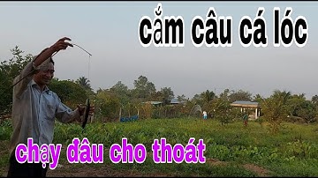 Cắm Câu Bằng Mồi Dế Cánh , Cá Lóc Cá Trê Dính Câu Thấy Ham # SĂN BẮT ĐỒNG THÁP #