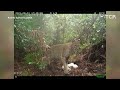 Bobcat vs. python: A Florida native wins a battle in war vs. invasive predator