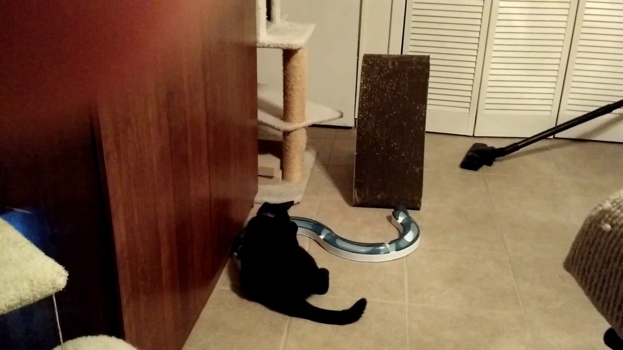 Sebastian's Paw Therapy