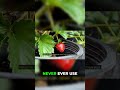 The Secret to FLAVORFUL Strawberries: Soil! 🤫