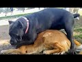 Golden Retriever Fights Off Aggressive Cane Corso At Dog Park