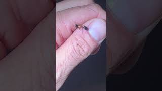 Vous en aviez deja vu ? #fourmi #insecte #lesvideosdeloic
