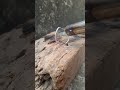 Let's joining the ring !😱 #diy #tips #woodwork #lifehack #satisfying #ytshort #viral #story #reels