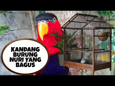 Video: Cara Mencuci Kandang Burung Nuri