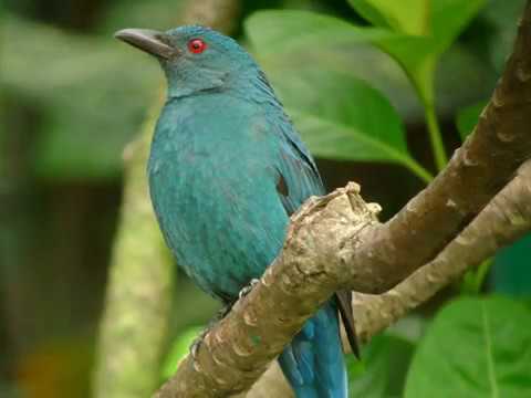 Asian fairy bluebird - Indische blauwrug - ( Female ) 