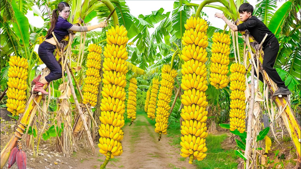 Harvest one million bananas bring home to sell for money to make a living | Giant python hiding...