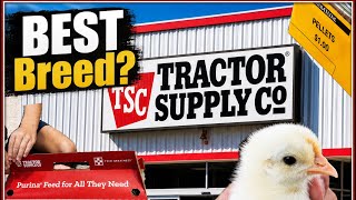 What is the BEST Chicken Breed at Tractor Supply?