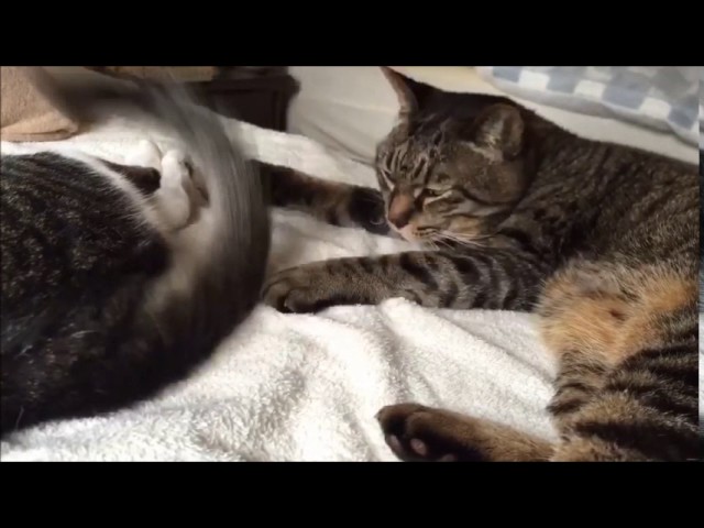 「65万再生突破」世界中のかわいい猫たち!おもしろ猫動画集 「50種類以上?」