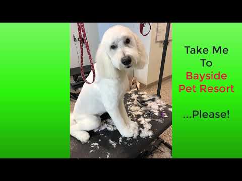 dogs-and-cats-love-bayside-pet-resort-grooming