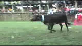 CORRIDA DE TOROS EN PANABA