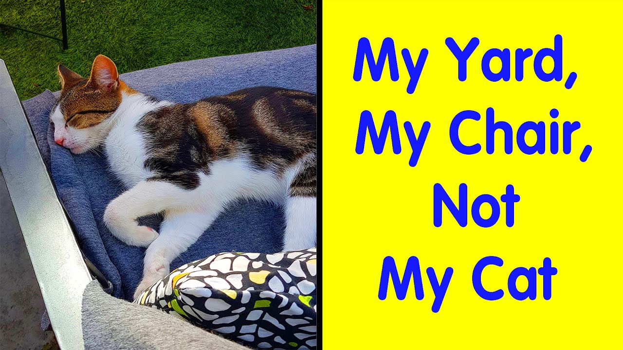 People Are Sharing Photos Of Their Best ‘My House, Not My Cat’ Encounters #3
