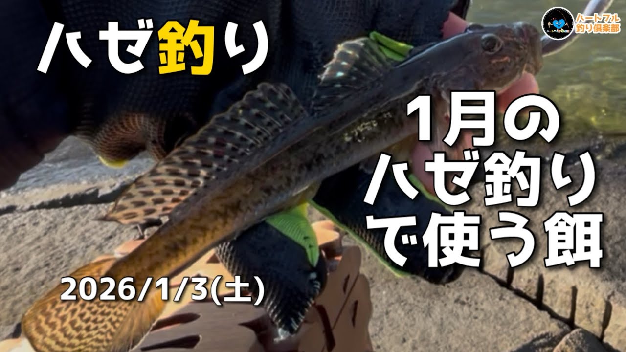 【ハゼ釣り】1月のハゼ釣りで使う餌2026年1月3日