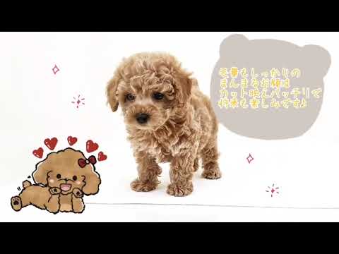 トイプードル レッド Youtube