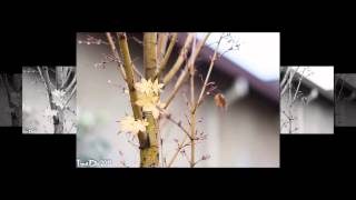 Download Lagu Chỉ Chừng Đó Thôi \u0026 Tạ Ơn Đời - Duy  Quang MP3