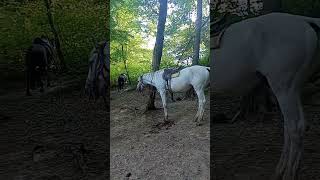 Сочи конная прогулка конные прогулки верховая езда верхом на лошади на лошадках лошадка лошадь конь