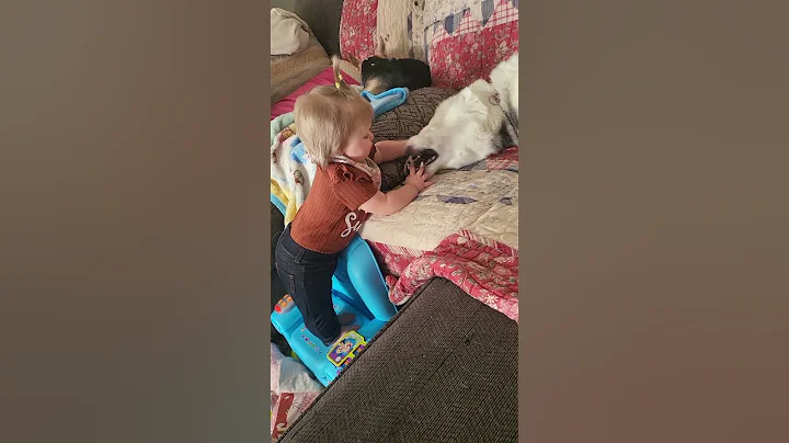 husky attacks baby #animals #husky #baby