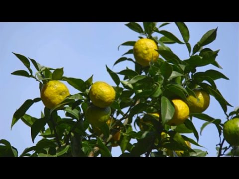 Video: ¿Cómo se cultiva el yuzu?
