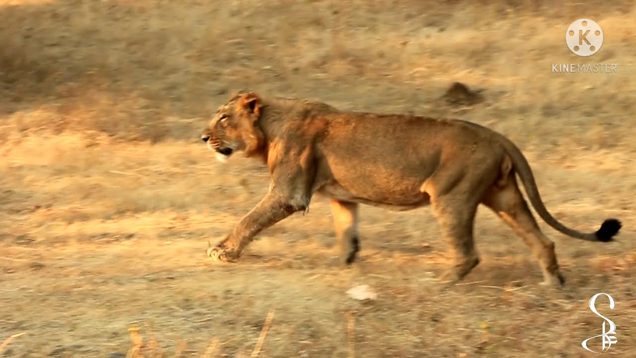 Lions (Jungle Safari, Gir National Park, Sasan Gir) (DSLR)