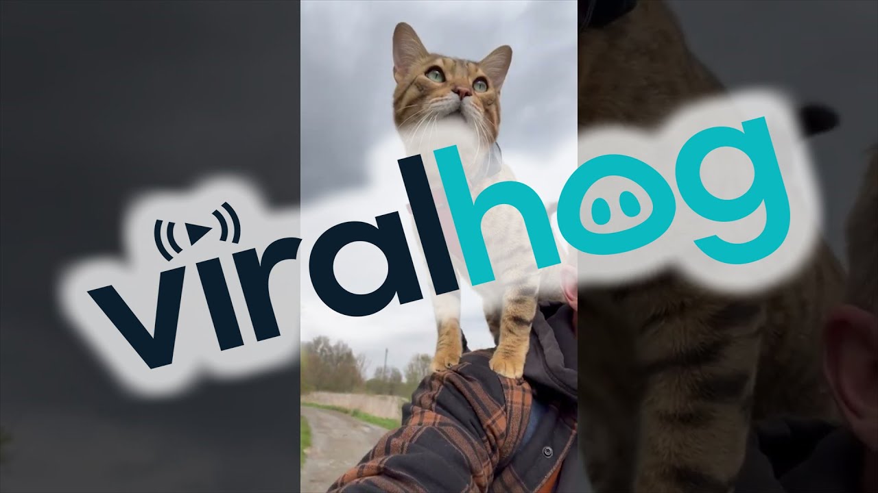 This Cyclist has a Feline Co-Pilot || ViralHog