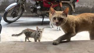Cats want to let in the house by LONDONISM 12 views 3 weeks ago 2 minutes, 5 seconds