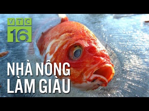 Video: Loại Cá Nào Cắn Vào Mùa đông