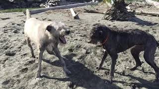 Irish wolfhound jaws -