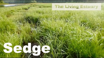 The Living Estuary: Lyngbye’s Sedge