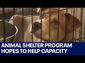 Austin animal center launches finder to foster program as shelter hits crisis point  fox 7 austin