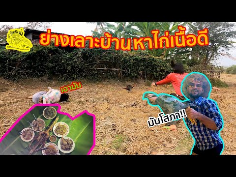 เซียนหรั่ง - วิถีชีวิตแบบมะลายยายอยาก l ตอน ย่างเลาะบ้านหาไก่เนื้อดี