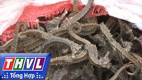 THVL | Người đưa tin 24G: Bắt giữ một tấn cá ngựa khô tại Hải Phòng