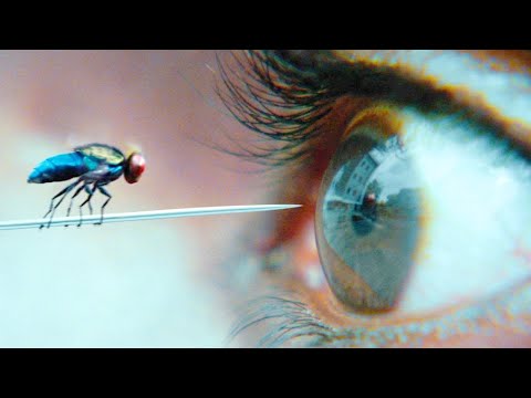 Video: Milānas Zigmondas fotoprojekts: pūces nav tādas, kādas šķiet