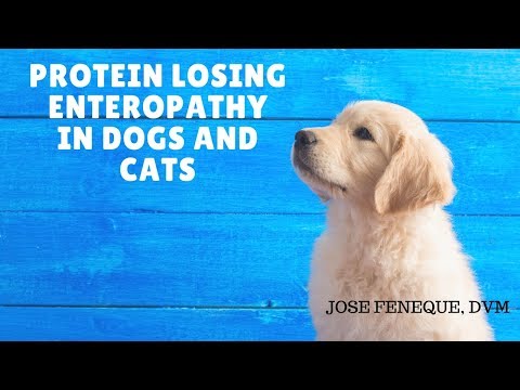 कुत्तों और बिल्लियों में प्रोटीन खोने वाला एंटरोपैथी