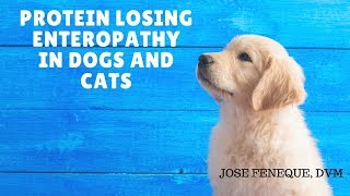 This video describes the causes, clinical signs, diagnostics and
treatment of gastrointestinal disease known as protein losing
enteropathy. conditio...