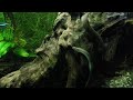 Pangio anguillaris - Eel kuhli Loach