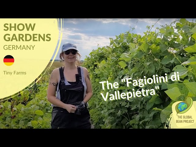 The Fagiolini Di Vallepietra (August) – Tiny Farms 🇩🇪 #6 | Global Bean Show Gardens