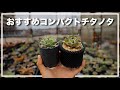 小さく育てられるおすすめ アガベ チタノタ ３選