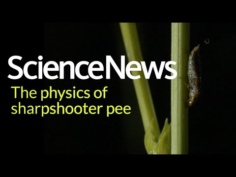 Wideo: Sharpshooter Kontrola owadów - wskazówki dotyczące zarządzania strzelcami wyborowymi ze szklistymi skrzydłami w ogrodach