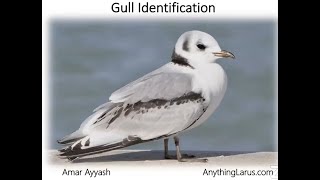 Gull Identification with Amar Ayyash November 17 2022