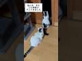 びびちょぱのウォールクラッシュ #びびちょぱ #cats #ねこ #ウォールクラッシュ