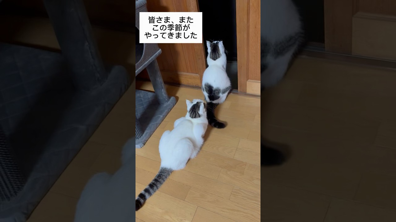 びびちょぱのウォールクラッシュ #びびちょぱ #cats #ねこ #ウォールクラッシュ