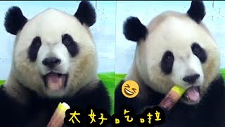 圓寶眼睛瞇瞇享受筍子，圓寶說：筍筍超好吃|熊貓貓熊The Giant Panda Yuan Yuan and Yuan Bao|台北市立動物園