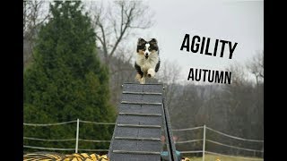 Agility with crazy sheltie Airin | Autumn 2017 by Terka Šubrtová 3,253 views 6 years ago 8 minutes, 26 seconds