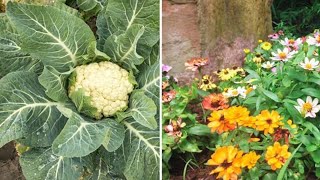 Best Flowers To Grow To Double Your Vegetable Produce