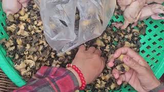 Snail Meat Picker